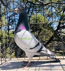 Maybe you would like to learn more about one of these? Ù…ØªÙ‰ ÙŠØ¨ÙŠØ¶ Ø§Ù„Ø­Ù…Ø§Ù… Ø¨Ø¹Ø¯ Ø§Ù„ÙÙ‚Ø³ Nh