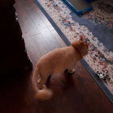 Premium 5 star rating the premium listing advantage. Groomingdale S Pet Groomers 805 6th Ave Se Decatur Al Phone Number Services