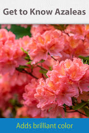 Get To Know Azaleas Azaleas Landscaping Azalea Flower Azaleas