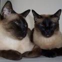5 Things to Know About Siamese Cats - Petful