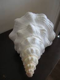 Exquisite projectile points were fashioned from large whelk columella, either of busycon or the giant horse conch pleuroploca gigantia. Rare Triplofusus Giganteus Huge Horse Conch Giant Shell 18in 413141679