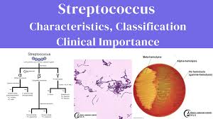 Image result for Group D Streptococcus