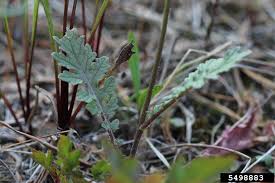 Image result for Erucastrum