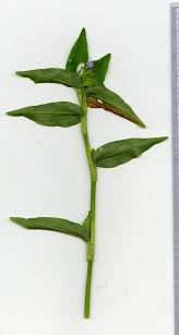 Image result for Commelina diffusa