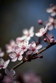 Black And White Cherry Blossoms Wallpaper Rosy Spring By Roswitha Schacht On 500px Cherry Blossom Painting Cherry Blossom Flowers Flower Aesthetic