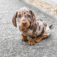 Dachshund puppies for sale in usa, look at pictures of sweetest dachshund puppies, available for adoption with discount. Welcome Debbies Dachshund Puppies Debbiesdachshundpuppies Com