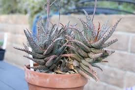 Image result for Aloe canis