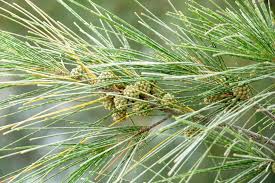 Image result for Casuarinaceae