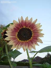 Pin By Jenny Salmon On H E L I O S Sunflower Sunflowers And Roses Sunflower Garden