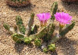 Check spelling or type a new query. Echinocereus Ladyfinger Plants Learn How To Grow Ladyfinger Cactus Plants
