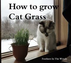 After your seeds are sprouted, remove the plastic wrap. Growing Cat Grass Feathers In The Woods