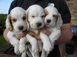 Wormed and flead and ready for there loving homes various colours. Cockapoo Puppies For Sale Virginia Beach Va 164636