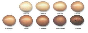 Brown Egg Color Chart Chicken Egg Colors Maran Chickens