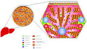 Its other roles in metabolism. The Hepatic Immune Cells Schematic Representation Showing Hepatic Download Scientific Diagram
