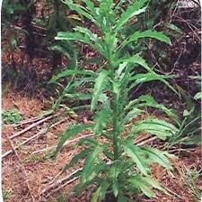 We did not find results for: Florida Weed Identification Lawn Care Extraordinaire