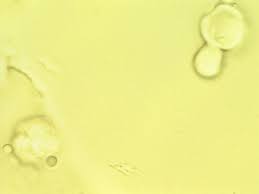 Image result for Premna mooiensis