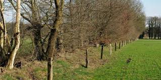 Houtwal Google Zoeken Landschappen En Tuin