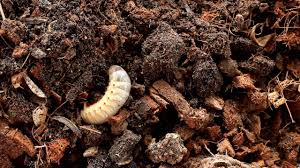 Merry clean worm adload time bomb v.1.1.34. Grubs