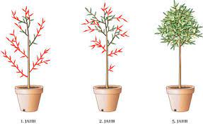 Ob der olivenbaum im kübel steht oder frei in den garten gepflanzt wurde, das richtige schneiden ist wichtig. Olivenbaum Olea Europaea Pflanzen Und Pflegen Mein Schoner Garten