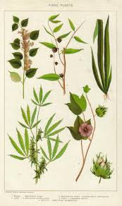 Image result for Corchorus schimperi