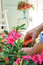 How To Prune Encore Azaleas Azaleas Care Azaleas Pretty Flowers