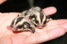 Pin On Sugar Glider