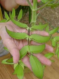 Image result for Kalanchoe velutina