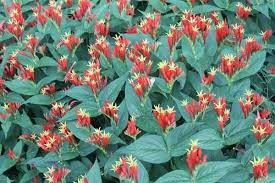 Spigelia Marilandica Ragin Cajun Plants Pollinator Plants Rock Garden Plants