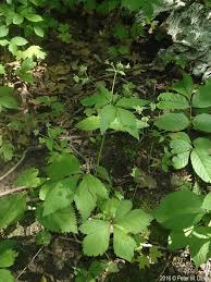 Image result for Sanicula