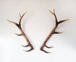 A Deer Antler Diy For An Awesome Vegan Friendly Faux Taxidermy Look Diy Antlers Diy Deer Antlers Deer Antlers Diy