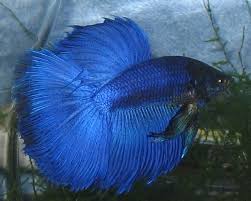 Pin On Assorted Shades Of Blue