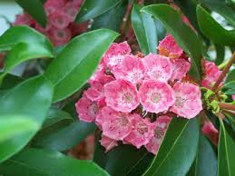 Mountain laurel is unsafe for people to take by mouth. Gardening Nonconiferous Evergreens Have A Place In The Garden Tbr News Media