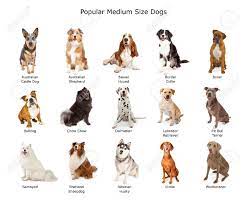 Maybe you would like to learn more about one of these? Dog Breeds Medium Dog Breeds Best Medium Sized Dogs