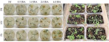 Image result for Cerastium indicum