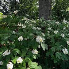 Image result for Hydrangea quercifolia