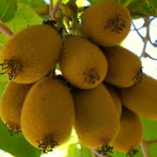 Image result for Actinidia