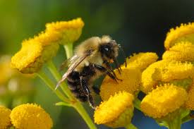Get the answer and discover more facts about their life cycle, habitat bumble bees are keystone pollinators in the ecosystem. Help Preserve The Ban On Bee Killing Pesticides