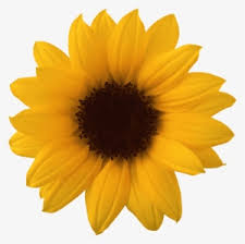 Find over 88 of the best free bunga matahari images. Sunflower Clipart Bunga Matahari Short Sunflower Plant Cartoon Png Image Transparent Png Free Download On Seekpng