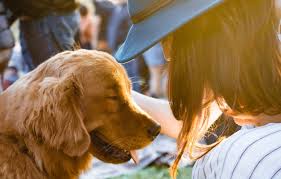 How exactly does pet insurance work? Do You Know If Your Esa Letter Is Legit Esa Doctors