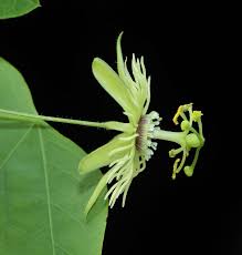 A member of the passionflower genus passiflora, the maypop has large, intricate flowers with. Botany Nerd North Carolina Passiflora Species