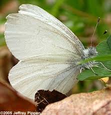 Image result for Vepris whitei