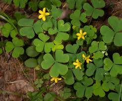 Image result for Oxalis corniculata