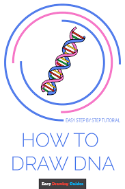 In higher plant cells, that polysaccharide is usually cellulose. How To Draw Dna Really Easy Drawing Tutorial