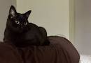 8 Black Cat Breeds - Pet Central by Chewy