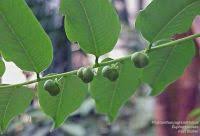 Image result for Copaifera baumiana
