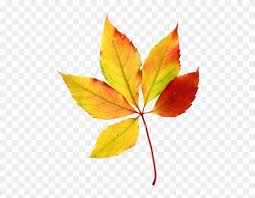 Watercolor hand drawn autumn oak and maple leaves, seeds in border line isolated on white vector card floral design with green watercolor fern leaves tropical forest greenery herbs decorative frame, border. Maple Leaf Clipart 5 Leave Watercolor Fall Leaves Clipart Png Transparent Png 600x600 96958 Pngfind