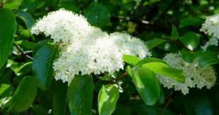 Maybe you would like to learn more about one of these? 10 Great Small Trees For Houston Small Trees Flower Hedge Shade Flowers
