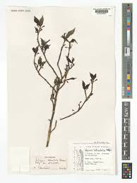 Image result for Rytigynia bridsoniae