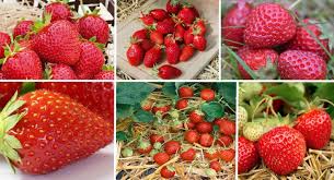 Idéalement, arrosez avec de l'eau à température ambiante et pas trop calcaire. Semer Et Cultiver Des Fraises Quand Comment Et Quelle Varietes