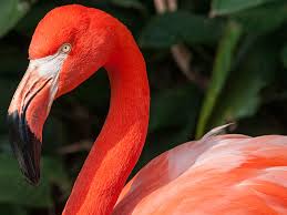 P!nk + willow sage hart. Why Are Flamingos Pink Britannica